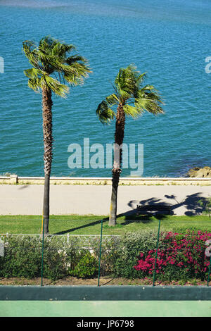 Zwei spanische Palmen im Wind Isla Canela Costa Luz Spanien blasen Stockfoto