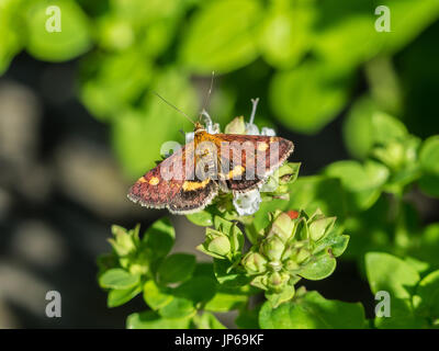 Minze-Motte (Pyrausta Aurata) auf Minze Pflanze Stockfoto