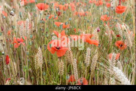 Mohn im Kornfeld in der Nähe von penhors im Südwesten der Bretagne in Frankreich. Stockfoto