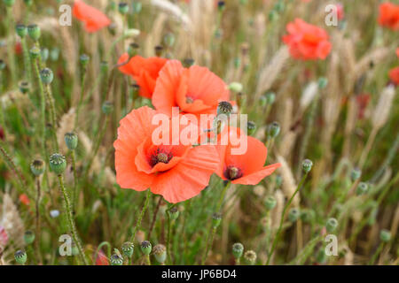 Mohn im Kornfeld in der Nähe von penhors im Südwesten der Bretagne in Frankreich. Stockfoto