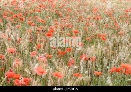 Mohn im Kornfeld in der Nähe von penhors im Südwesten der Bretagne in Frankreich. Stockfoto