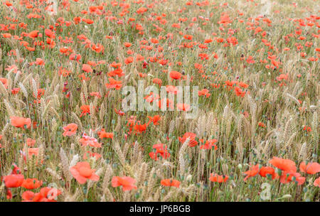 Mohn im Kornfeld in der Nähe von penhors im Südwesten der Bretagne in Frankreich. Stockfoto