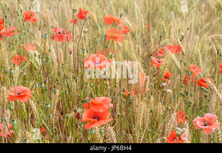 Mohn im Kornfeld in der Nähe von penhors im Südwesten der Bretagne in Frankreich. Stockfoto