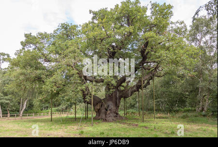 Die große Eiche Stockfoto