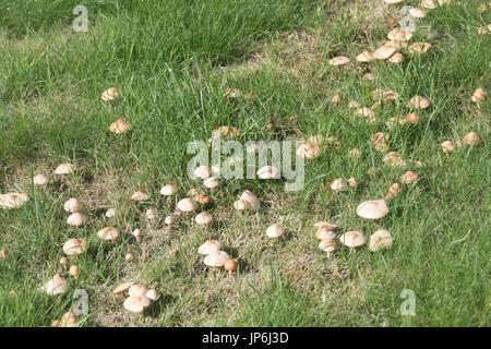 Fairy Ring auf Rasen Stockfoto