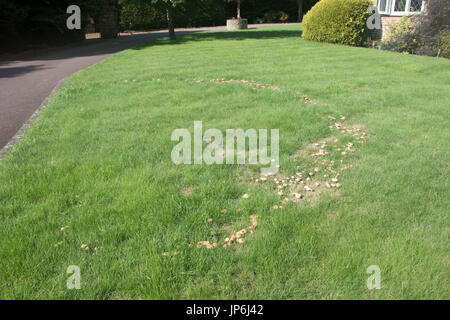Fairy Ring auf Rasen Stockfoto