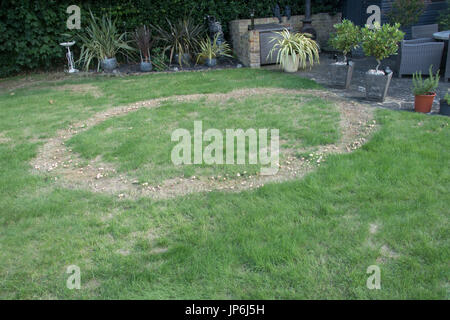 Fairy Ring auf Rasen Stockfoto