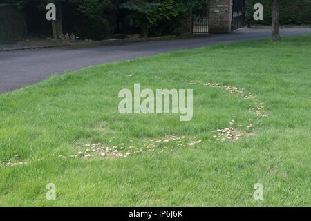 Fairy Ring auf Rasen Stockfoto