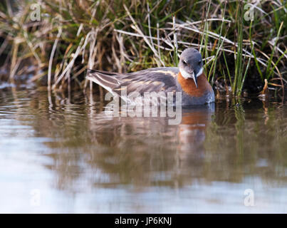 Eine weibliche Red Necked Phalarope (Phalaropus Lobatus) auf eine kleine man, Shetland-Inseln, Großbritannien Stockfoto