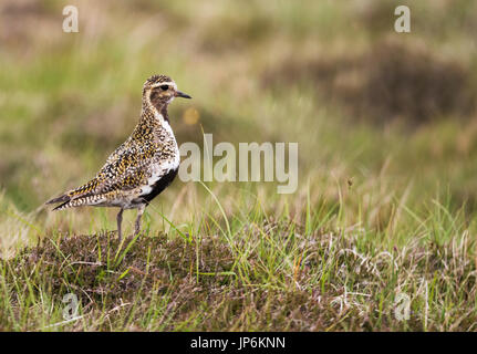 Ein Goldregenpfeifer (Pluvialis Apricaria) auf Shetland Moor, Großbritannien Stockfoto