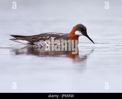 Eine weibliche Red Necked Phalarope (Phalaropus Lobatus) auf eine kleine man, Shetland-Inseln, Großbritannien Stockfoto