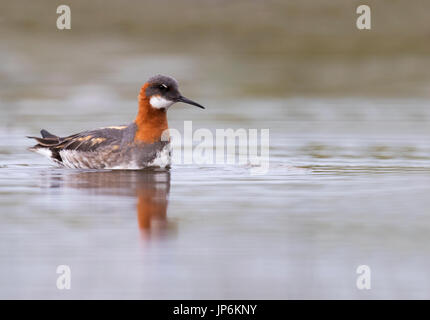 Eine weibliche Red Necked Phalarope (Phalaropus Lobatus) auf eine kleine man, Shetland-Inseln, Großbritannien Stockfoto