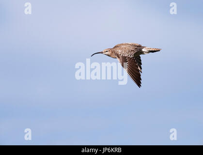 Ein Regenbrachvogel (Numenius Phaeopus) während des Fluges, Shetland, UK Stockfoto