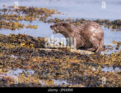 Eurasische Fischotter (Lutra Lutra) Essen eine Krabbe an der Küste von Shetland, UK Stockfoto