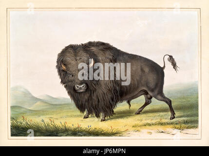 Buffalo Bull, Weiden. Von G. Catlin, publ. Catlins nordamerikanischen indischen Portfolio..., Ackerman, New York, 1845 Stockfoto