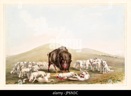 Büffel jagen. Weiße Wölfe einen Buffalo Stier angreift. Von G. Catlin, publ. Catlins nordamerikanischen indischen Portfolio..., Ackerman, New York, 1845 Stockfoto