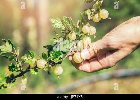 Hand der Stachelbeere Busch reife Beeren pflücken Stockfoto