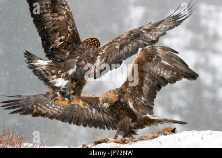 Steinadler (Aquila Chrysaetos) kämpfen bei Schneefall, Norwegen Stockfoto