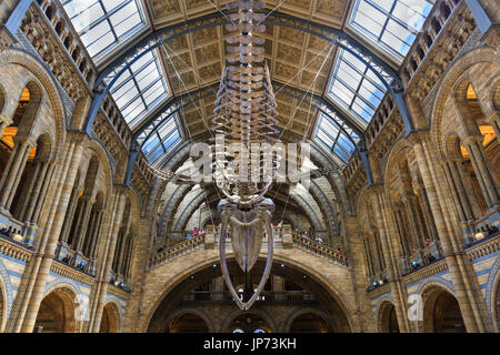 Natural History Museum London, Hintze Hall, bis zu blauwal Skelett namens Hoffnung auf Anzeige Stockfoto