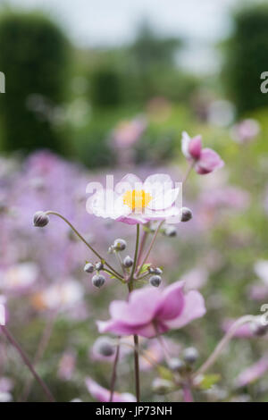 Anemone X hybrida Elegans. Japanische Anemone 'Elegans' Blumen in einem englischen Garten. UK Stockfoto