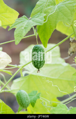 Melothria Scabra. Cucamelon / Maus Melon Frucht Stockfoto