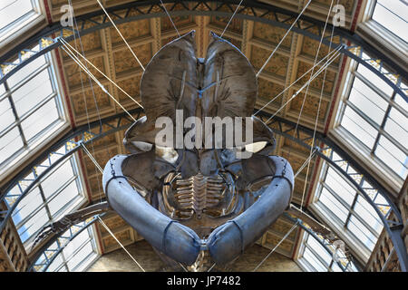 Das neue Blauwal-Skelett, aufgehängt an der Decke der Haupthalle Hitze, Natural History Museum, London Stockfoto