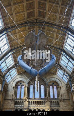 Das neue Blauwal-Skelett, aufgehängt an der Decke der Haupthalle Hitze, Natural History Museum, London Stockfoto