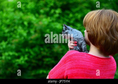 Eine blaue Scottish Kätzchen sitzt auf einer Frau Schulter. Im freien Stockfoto