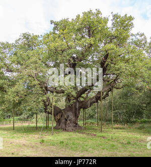 Die große Eiche Stockfoto
