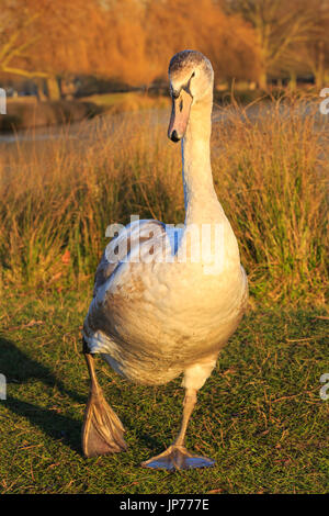 Ein junger Höckerschwan (Cygnus Olor) watschelt Gras in der warmen Abend Sonne, Nahaufnahme Stockfoto