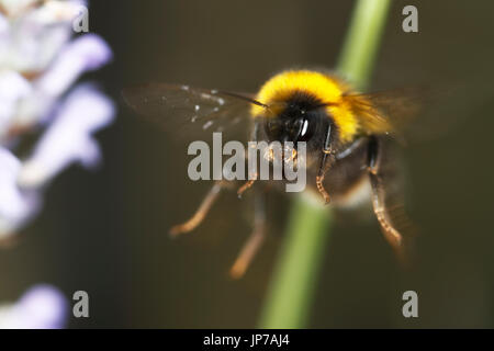 Hummel auf Nahrungssuche nach Nektar auf Lavendel Pflanze Stockfoto