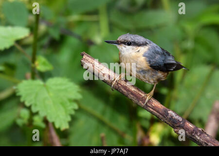 Kleiber (Sitta Europaea) thront auf einem Zweig in Wald, Dorset, Großbritannien Stockfoto