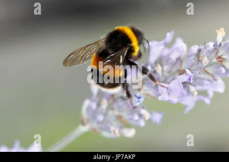 Hummel auf Nahrungssuche nach Nektar auf Lavendel Pflanze Stockfoto