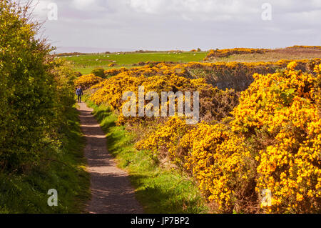 Trail durch den Ginster über Giant es Causeway, Nordirland Stockfoto