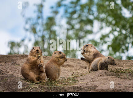 Gruppe von drei Präriehunde aufrecht stehend Stockfoto