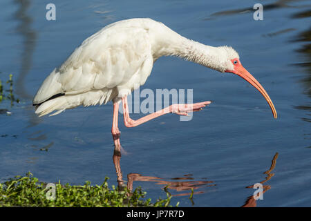 Ein amerikanischer weißer Ibis preens selbst in den Teich in Deland, Florida. Stockfoto