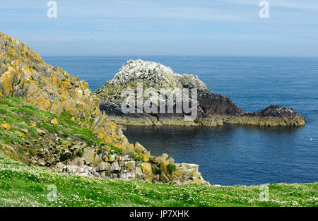 Schöne Aussicht auf die Saltee Insel auf Sommerzeit, Irland Stockfoto