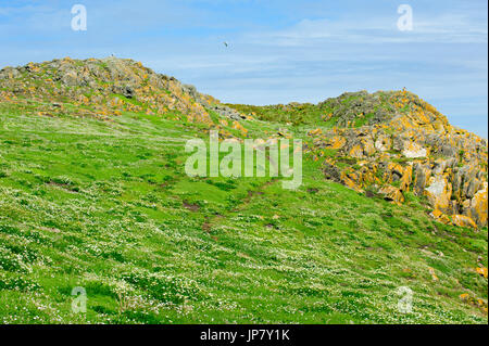 Schöne Aussicht auf die Saltee Insel auf Sommerzeit, Irland Stockfoto