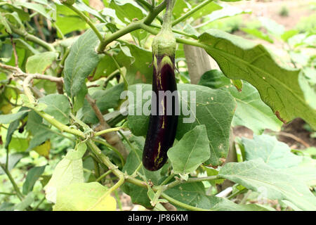 Auberginen auf Baum Stockfoto