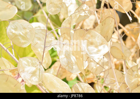 Nahaufnahme von getrockneten Lunaria Annua Obst Stockfoto