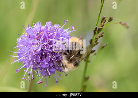 Frühe Bumblebee frühen Verschachtelung Hummel, Bombus Pratorum bit oder, männlichen sitzen am Devils Witwenblume, Succisa pratensis Stockfoto