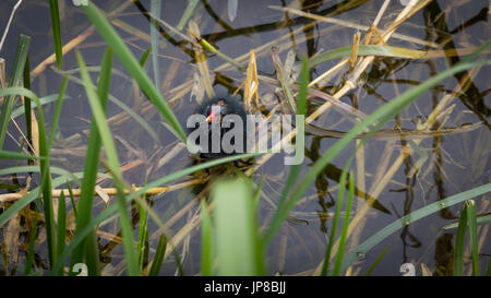 Neugeborenen Moor Huhn Stockfoto