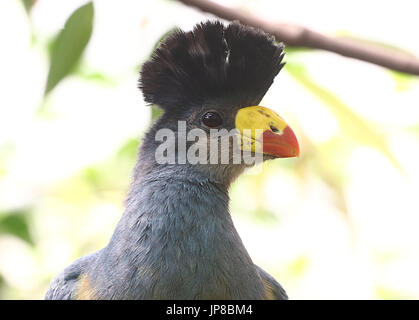 Zentralen afrikanischen großer blauer Turaco (Corythaeola Cristata) in einem Baum. Stockfoto