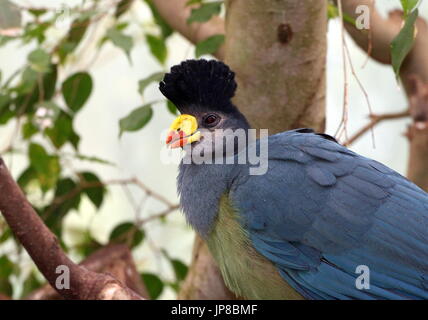 Zentralen afrikanischen großer blauer Turaco (Corythaeola Cristata) in einem Baum. Stockfoto