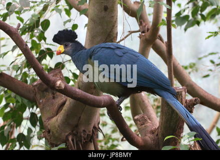 Zentralen afrikanischen großer blauer Turaco (Corythaeola Cristata) in einem Baum. Stockfoto