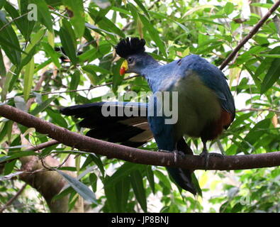 Männliche zentralen afrikanischen große blaue Turaco (Corythaeola Cristata) in einem Baum Biegen Flügel. Stockfoto