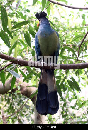 Zentralen afrikanischen großer blauer Turaco (Corythaeola Cristata) in einem Baum. Stockfoto