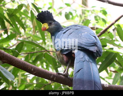 Zentral afrikanische große blaue Turaco (Corythaeola Cristata) in einem Baum, über die Schulter schauen. Stockfoto