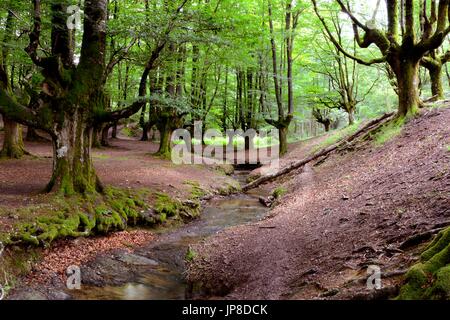 Foto in der Umgebung von Otzarreta Buche, in Barazar, einem charmanten Ort, der von großen Fotografen fotografiert. Stockfoto