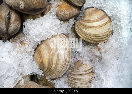 Hohen Winkel Ansicht der Muscheln In Childled Container Stockfoto